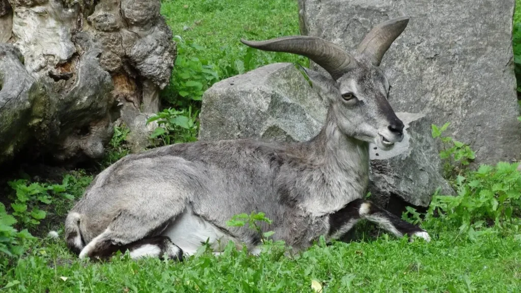 Bharal (Himalayan Blue Sheep)