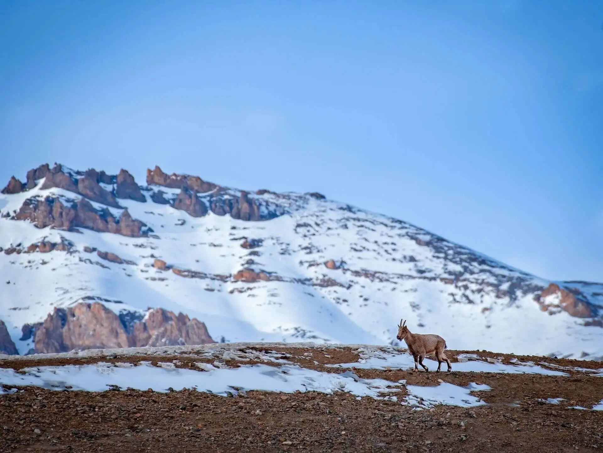 Ibex in Himalayas