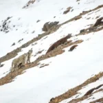 Snow Leopard in India