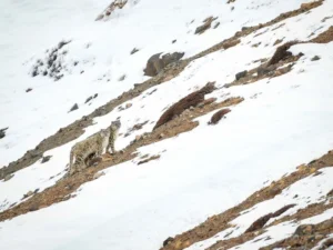 Snow Leopard in India