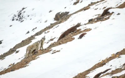 10 Fascinating Facts About Snow Leopards You Probably Didn’t Know