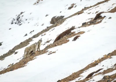 Snow Leopard in India