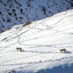 Snow Leopard on Snowy terrain