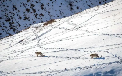Why Winter (Dec to Mar) is the Best Time for Snow Leopard Tracking