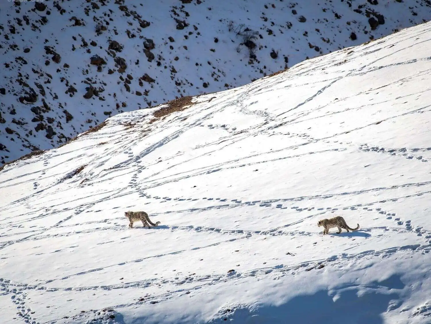 Snow Leopard on Snowy terrain