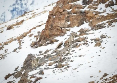 Snow Leopard trail