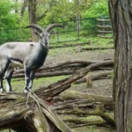 Blue Sheep Bharal