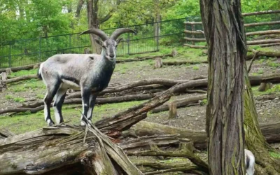 Blue Sheep – The Elegant Climbers of the Himalayas