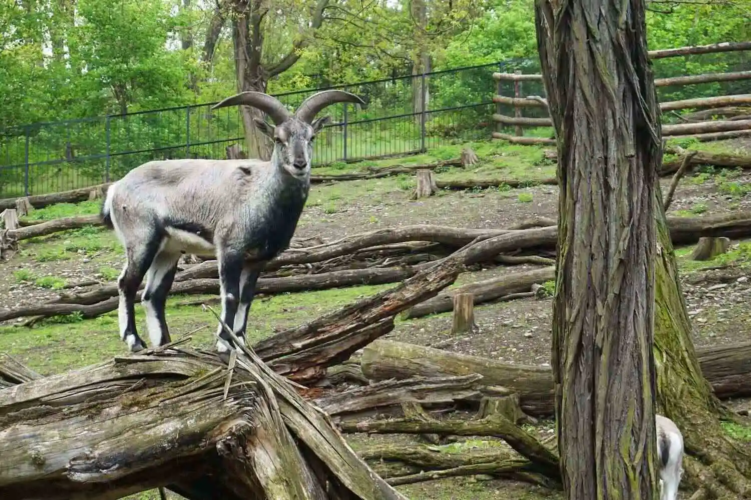 Blue Sheep Bharal Blue Sheep Bharal