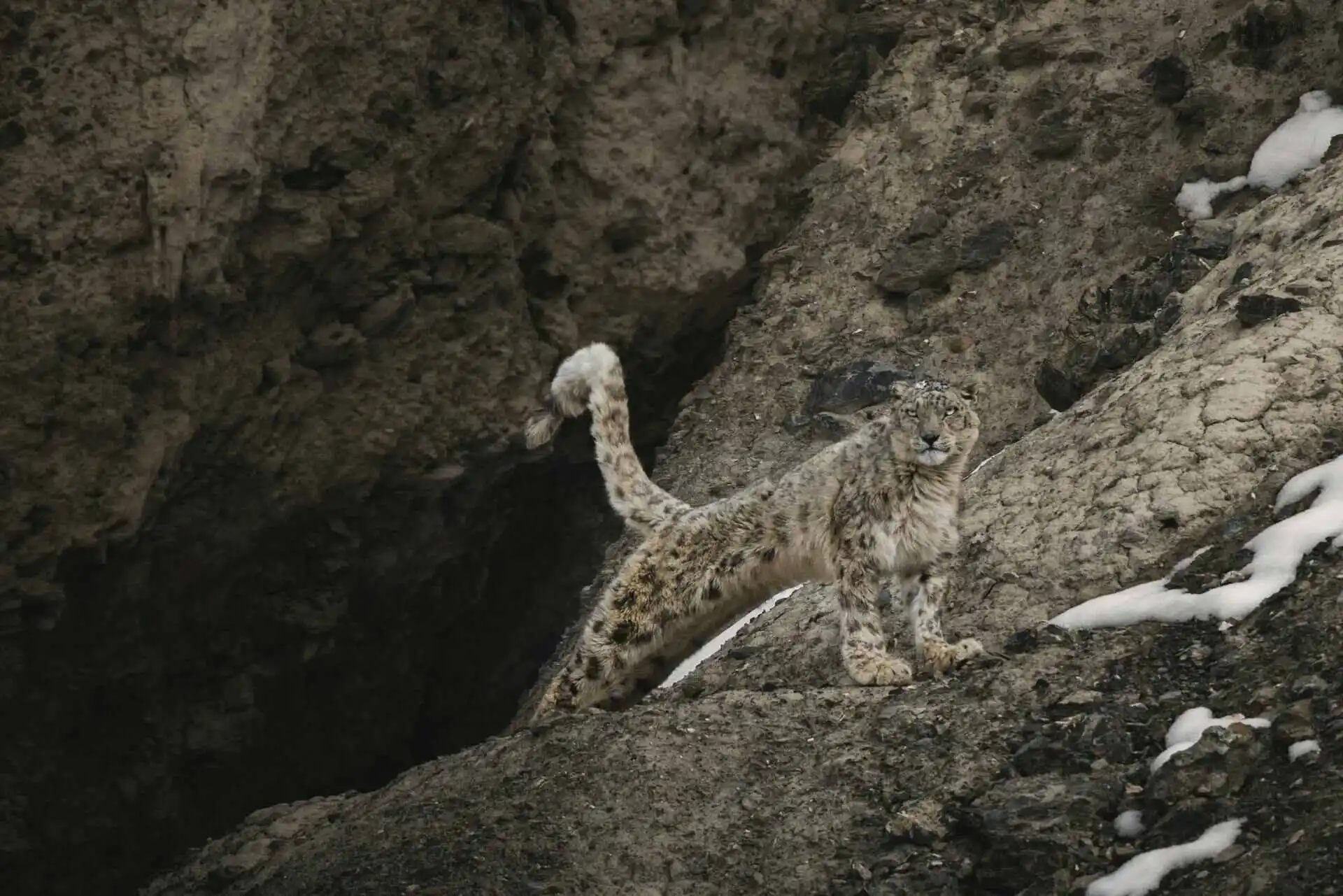 Where and How to find Snow Leopard in India Where and How to find Snow Leopard in India
