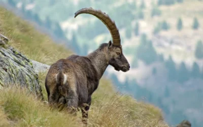 Himalayan Ibex – The True Master of the Mountains