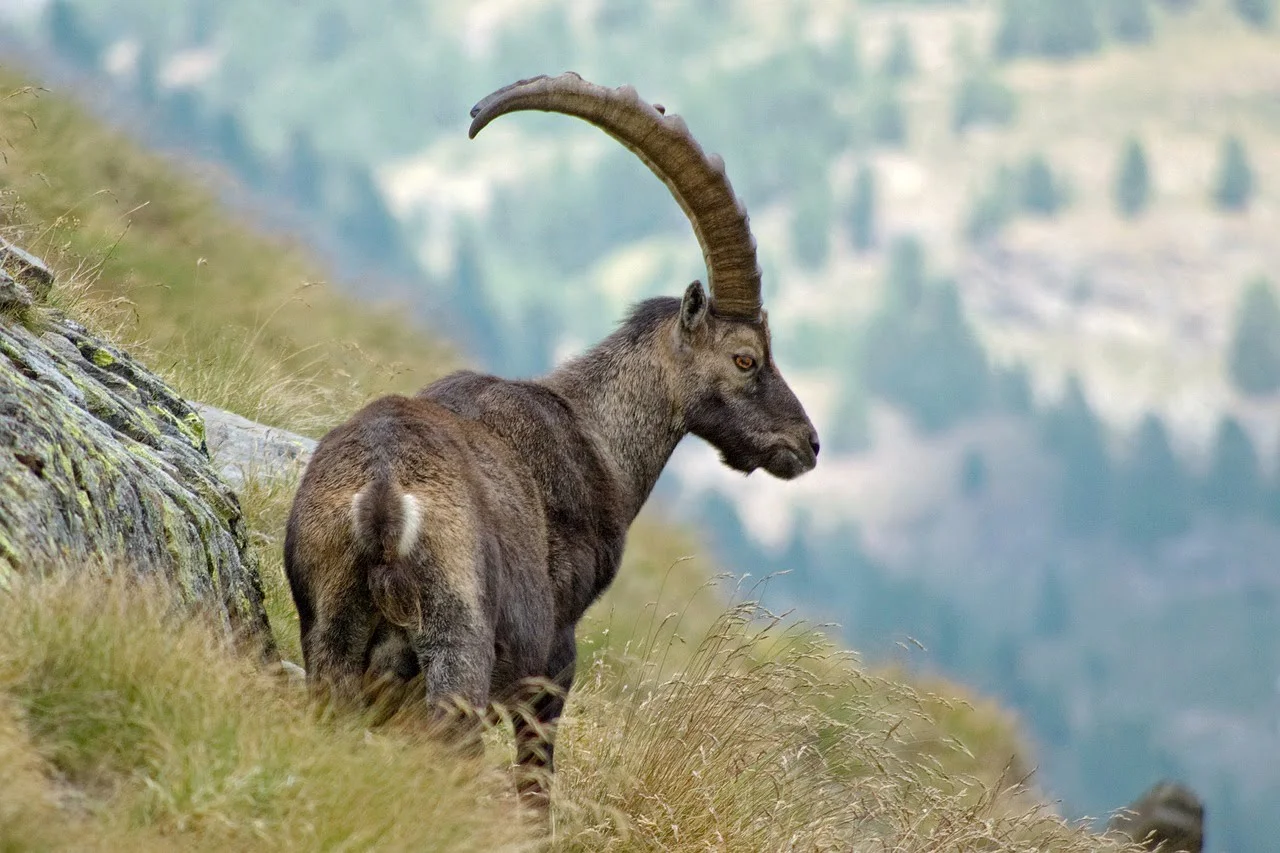 Himalayan Ibex Himalayan Ibex