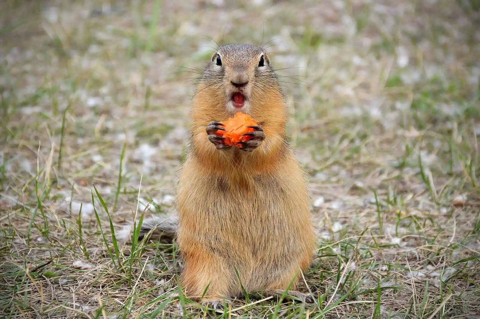 Himalayan Marmot eating Carrot