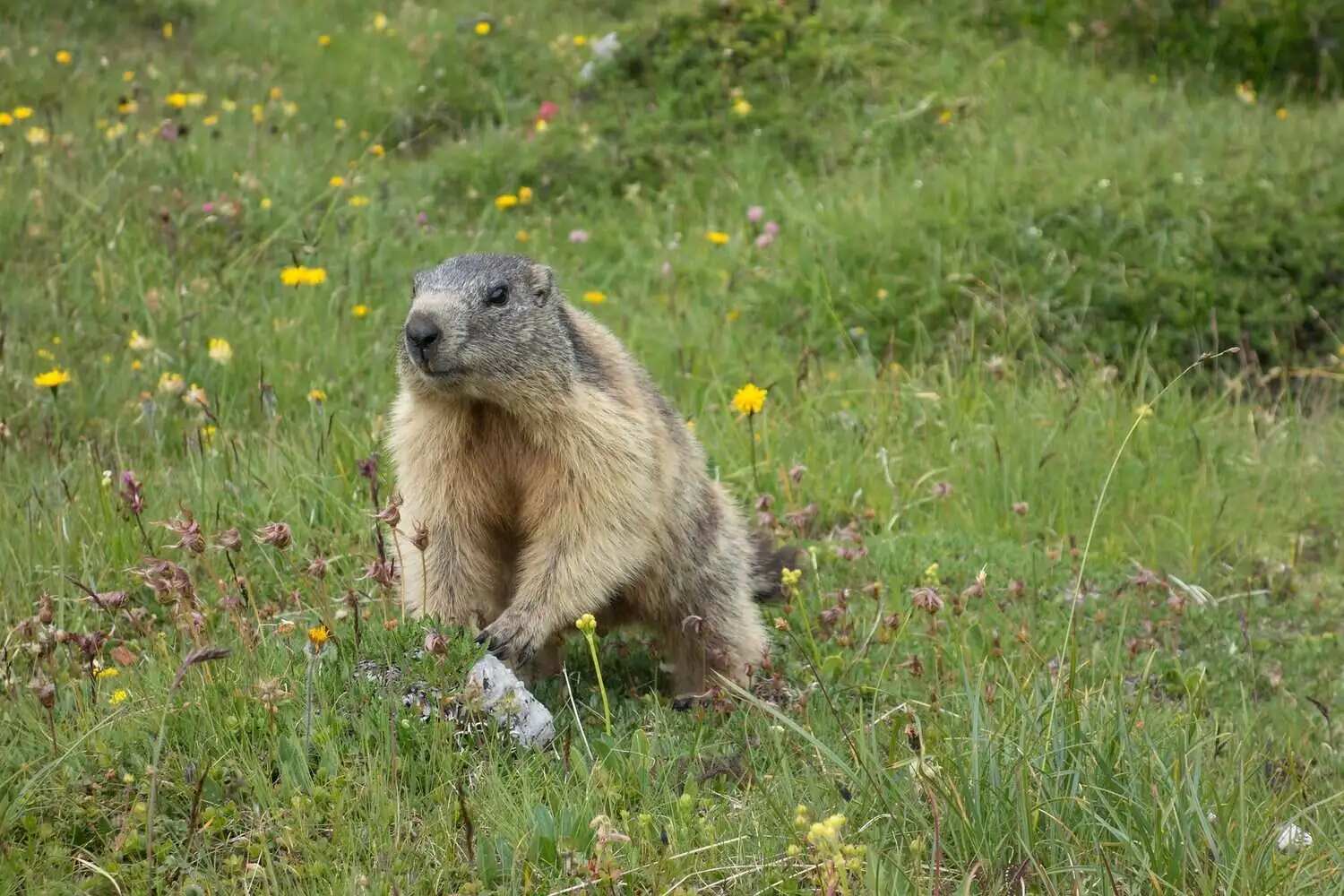 Himalayan Marmot on Grass