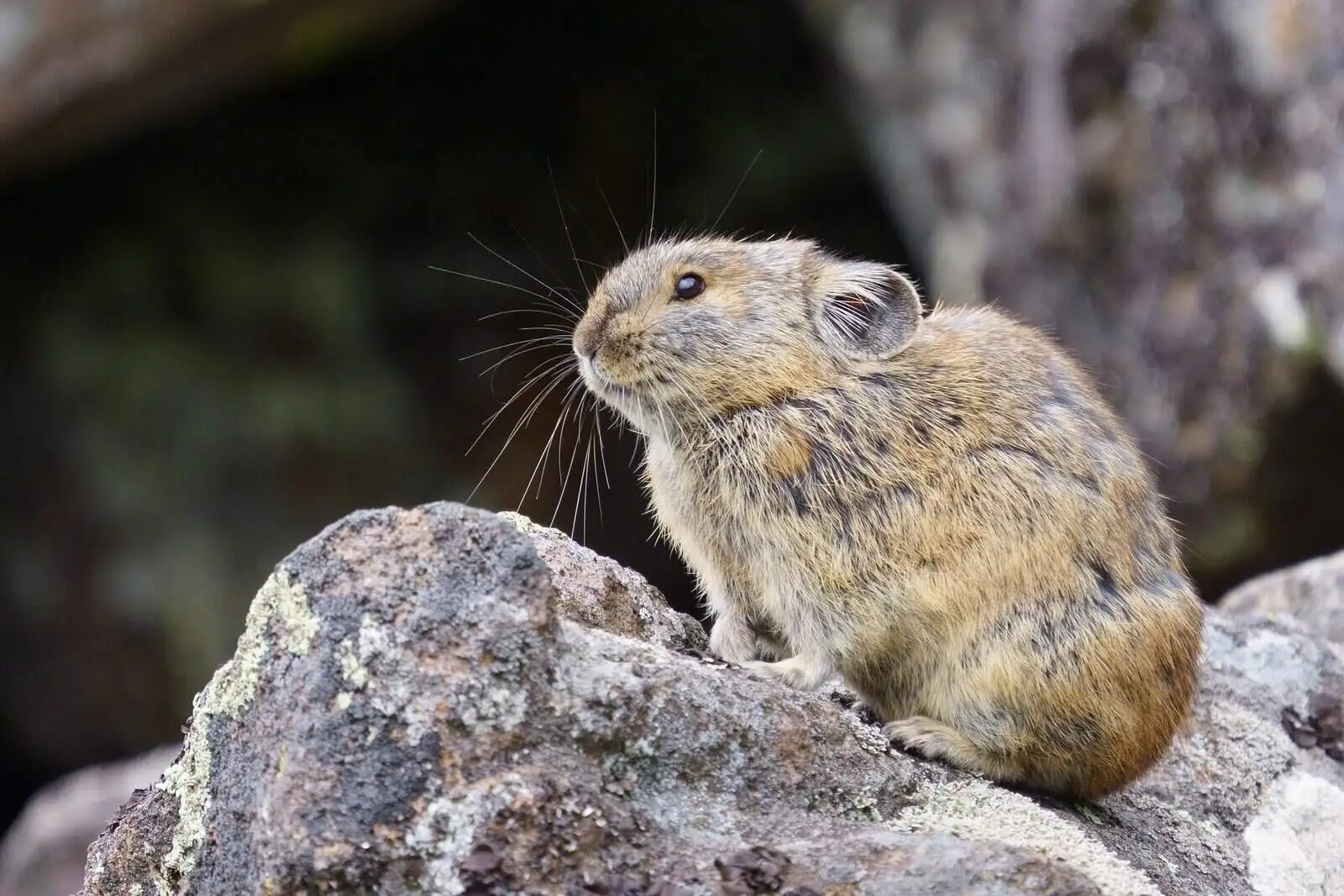 Himalayan Pika on Rock Himalayan Pika on Rock