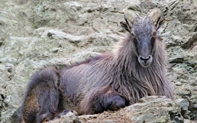 Himalayan Tahr – Wild Mountain Goats of Rocky Terrain