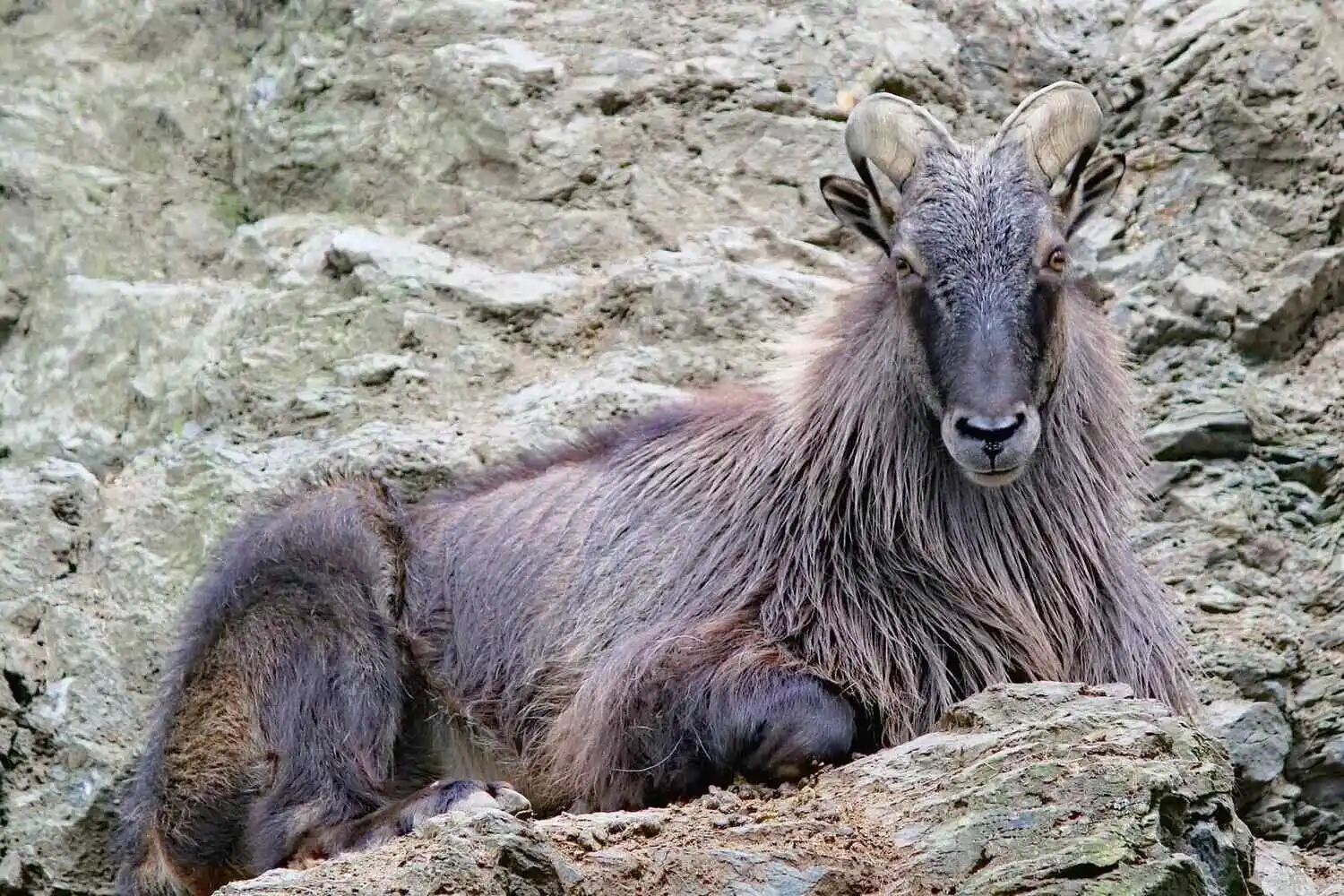 Himalayan Tahr Mountain Goat Himalayan Tahr Mountain Goat