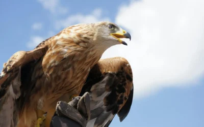 Golden Eagle – The Hunter of the Himalayan Skies