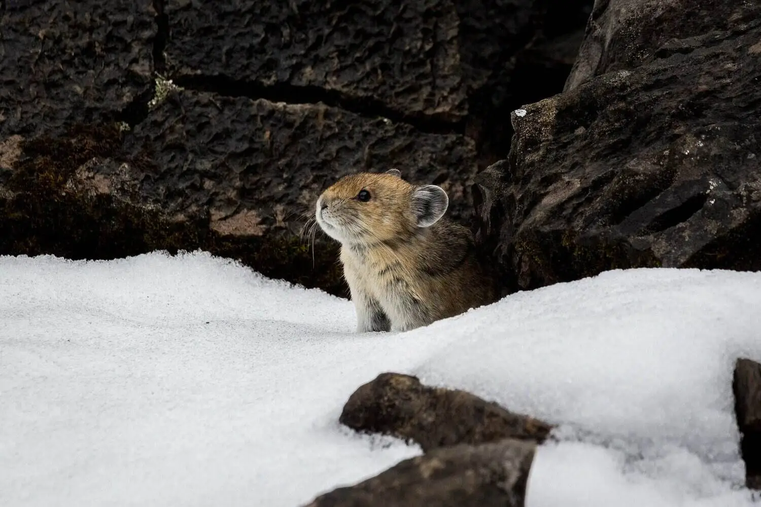 Himalayan Pika in winter snow