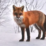 Red Fox in Himalaya