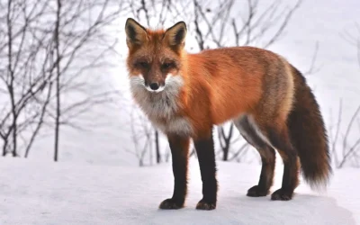 The Red Fox – A Wily Predator of the Himalayan Wilderness