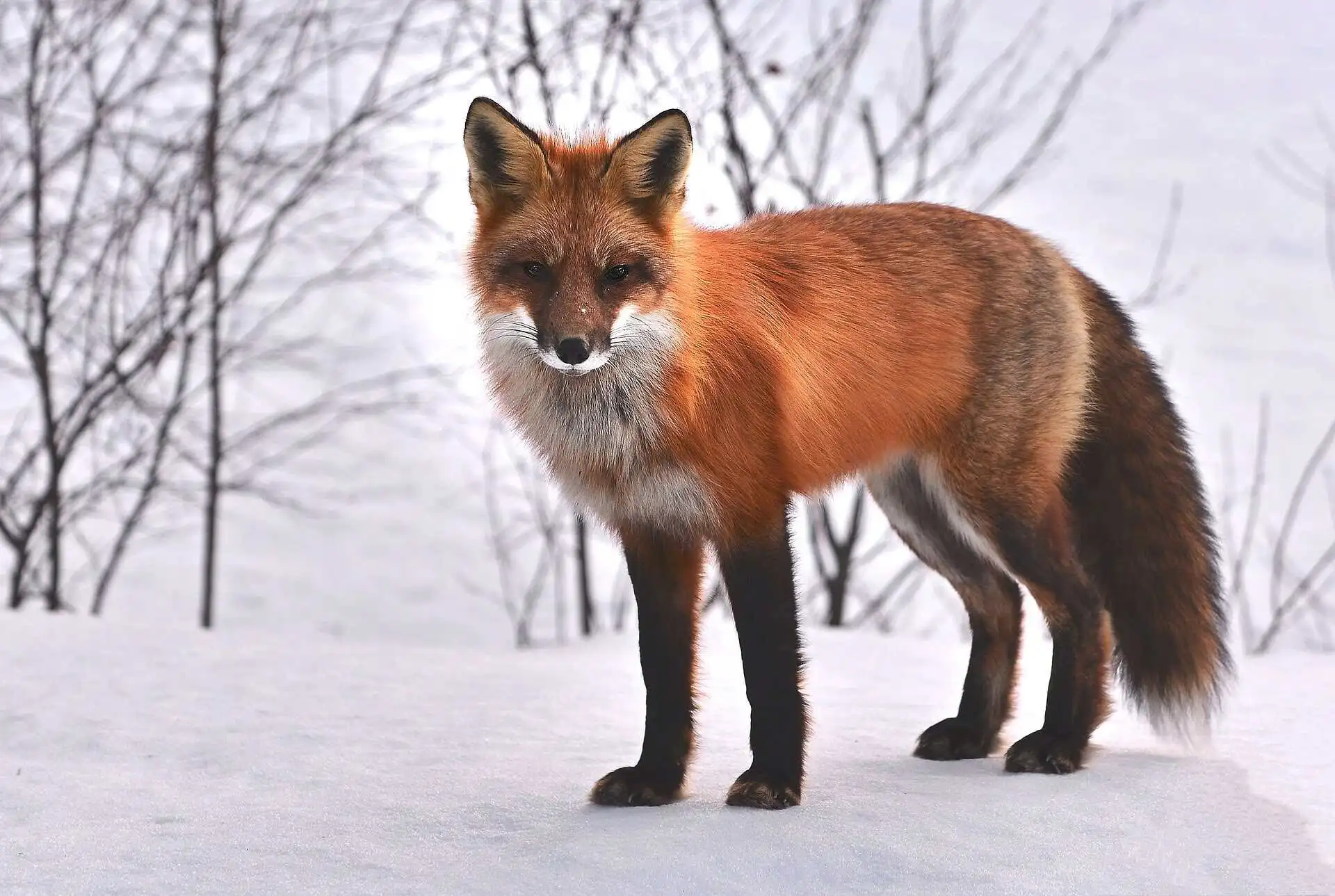 Red Fox in Himalaya