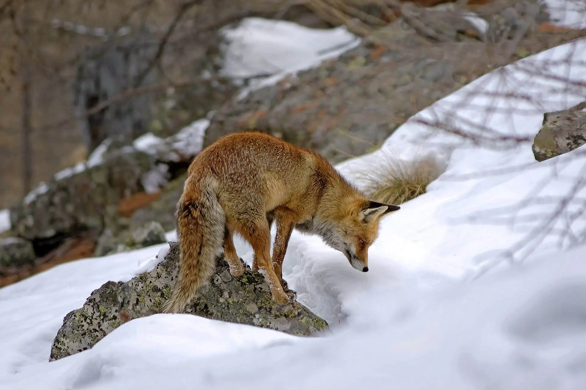 Red Fox in Winter Snow