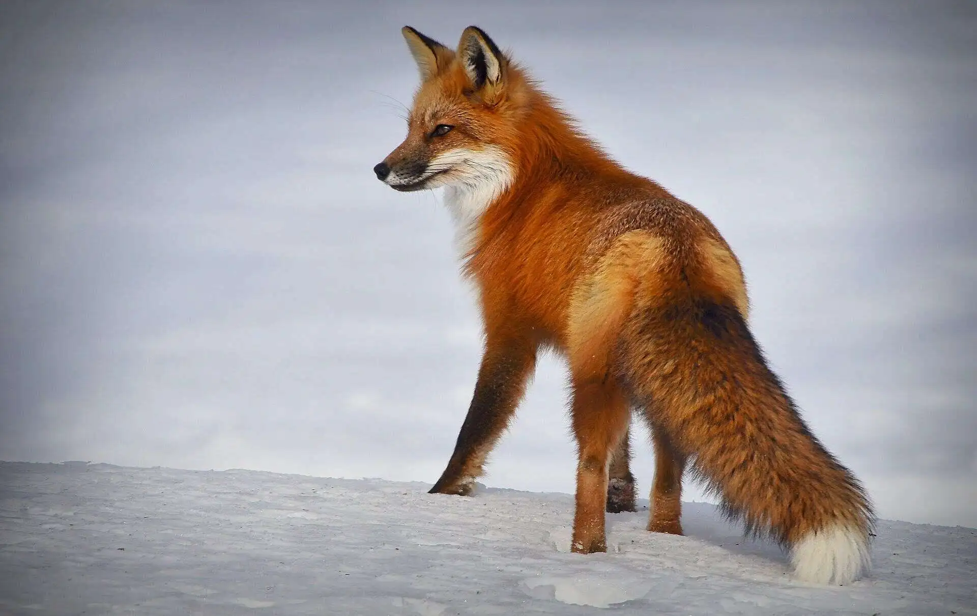 Red Fox on Snow Mounts