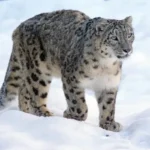 snow-leopard-india-roaming