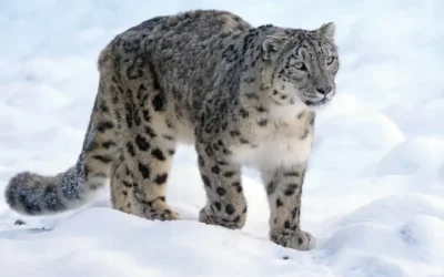 How Snow Leopards Survive at High Altitude