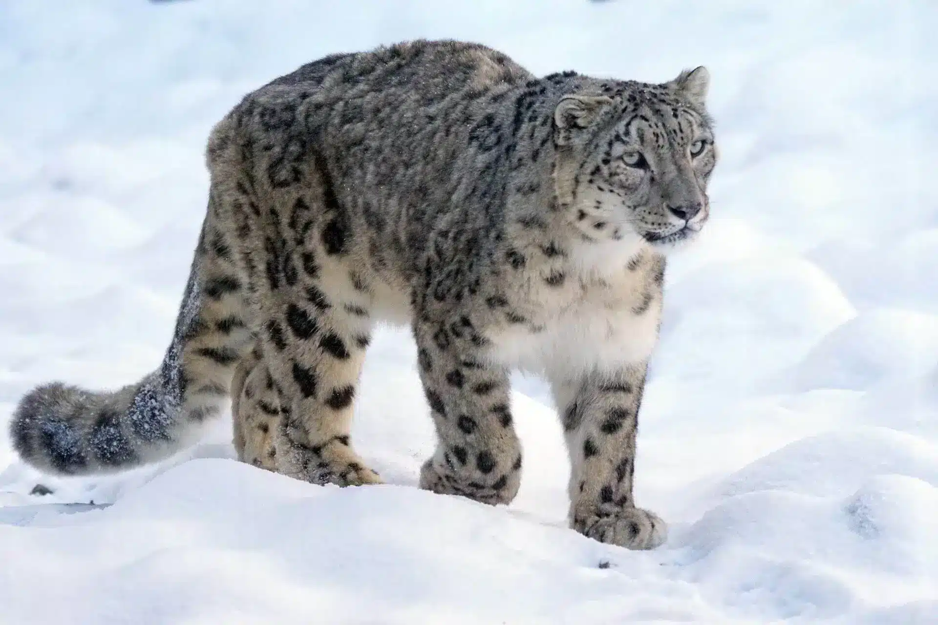 snow-leopard-india-roaming