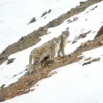 snow-leopard-on-slope