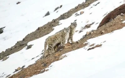 Snow Leopard Expedition Costs: What to Expect