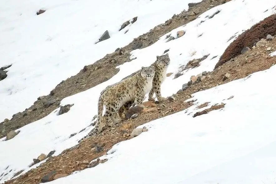 snow-leopard-on-slope