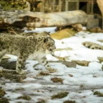 snow-leopard-walking
