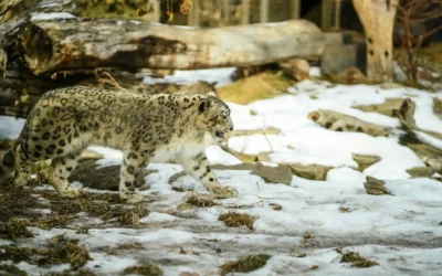Snow Leopard Population in India: Status, Threats & Conservation