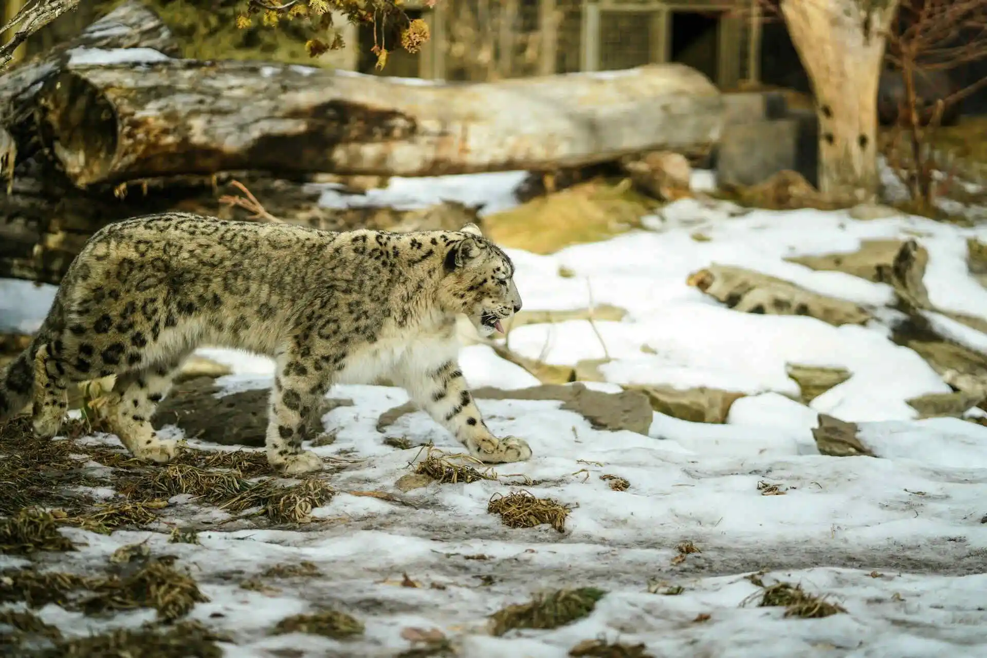 snow-leopard-walking